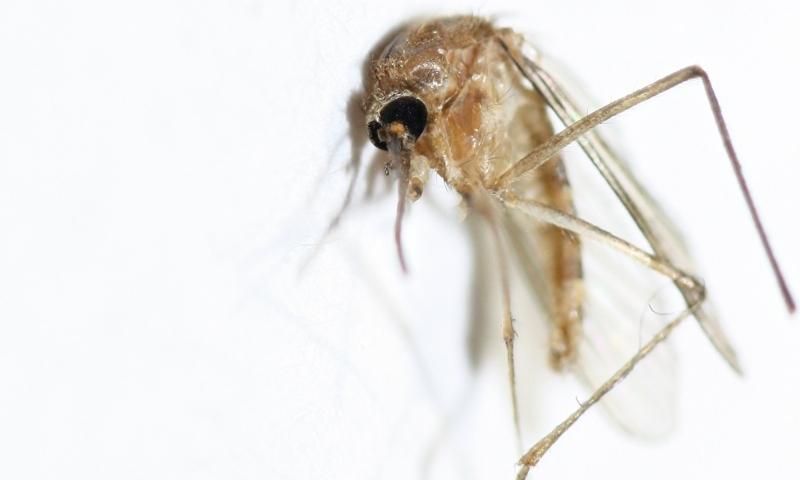 Culex pipiens (Culicidae) femmina